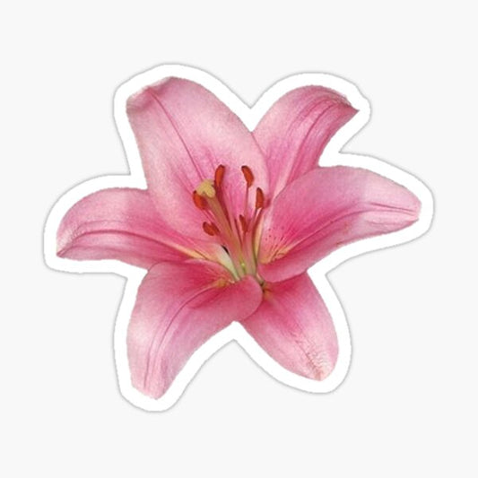 Pink Lily Flower Sticker
